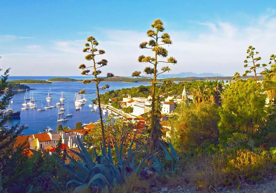 Osunčani Hvar-agava.Foto@M.R