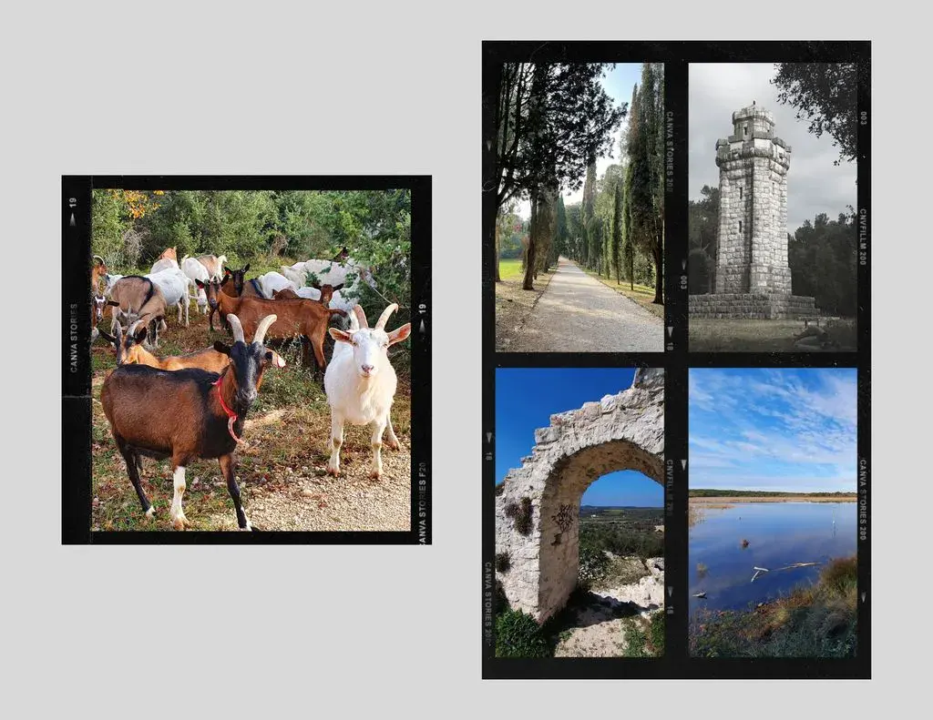 Šarmantni Rovinj, dan u okolici. Foto©Z.R.