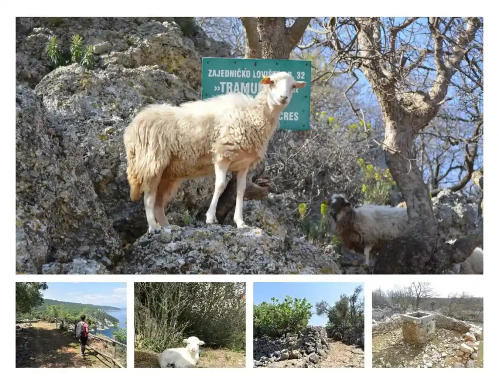 Vodič Cres - Tramuntana. Foto©Z.R.
