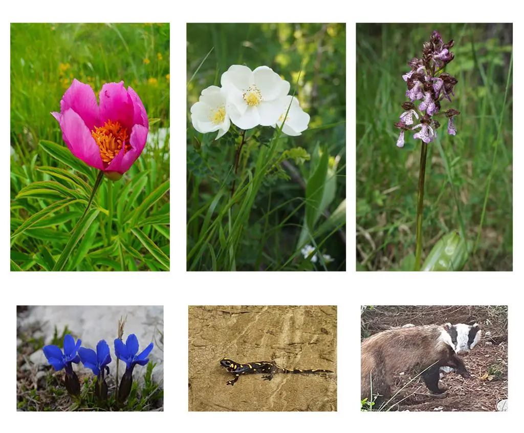 Učka kroz 5 koraka, flora i fauna. Foto©Z.R., 2019
