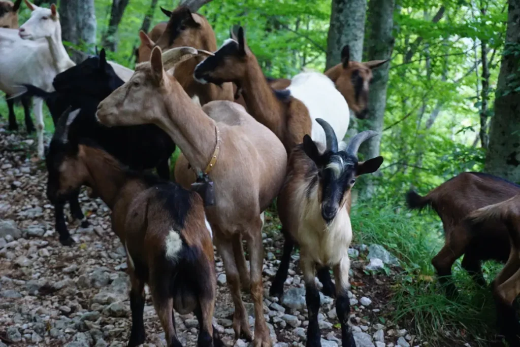 Učka kroz 5 koraka, na planinarskim stazama možemo sresti koze. Foto©Z.R., 2021