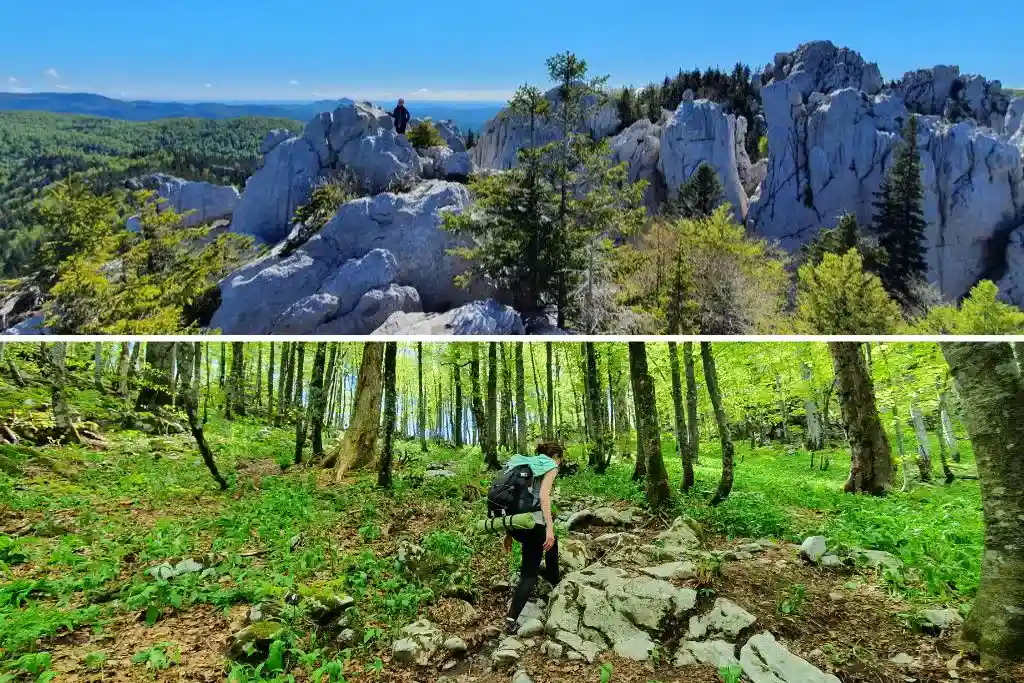 Vihoraški put, od šume do iznad stabala. Foto©Z.R.