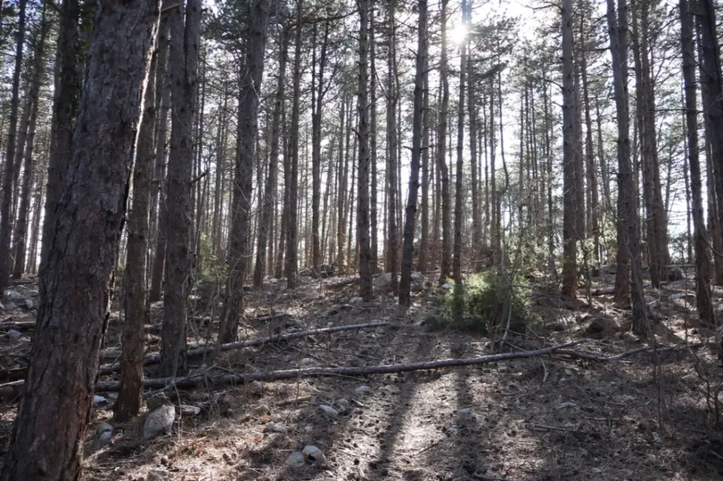 Creskim stazama - Valun - Lubenice, botova šuma prema špilji Morska Peć. Foto©Z.R., 2024
