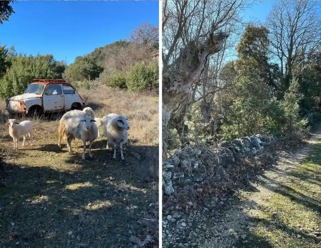 Creskim stazama - Valun - Lubenice, ovce su česti prijatelji koje susrećemo na stazi. Foto©Z.R., 2024