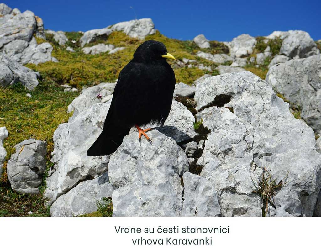 Impresivna Begunjščica, na vrhu Begunjščice vrane su česti stanovnik. Foto©Z.R., 2019
