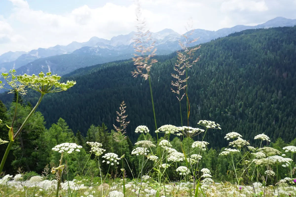 Planina Blato, T. Jezera, botaničke vrste krajolika. Foto©Z.R.