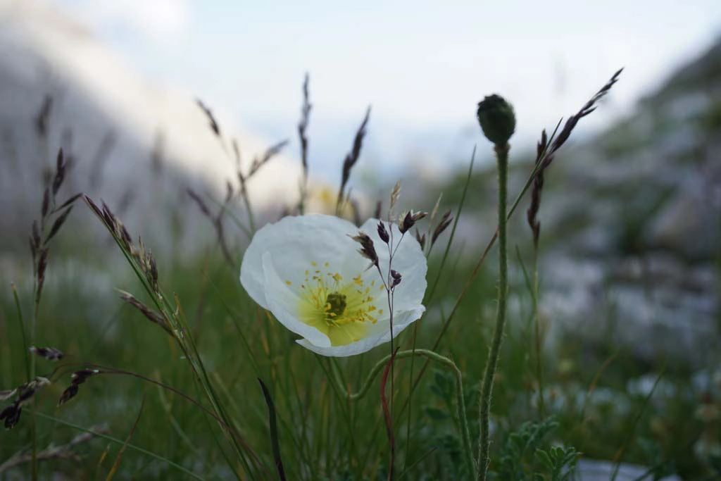 Planina Blato, T. Jezera -planinska flora. Foto©Z.R.