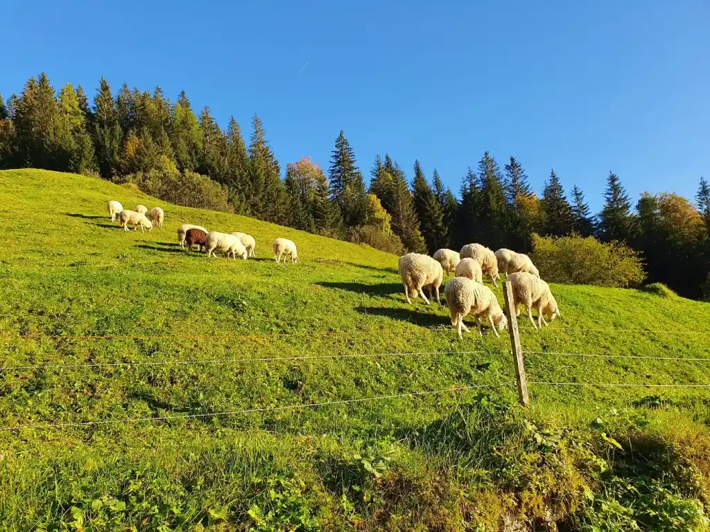 Veličanstvena Košuta, ovce na grebenima Košute. Foto©Z.R.