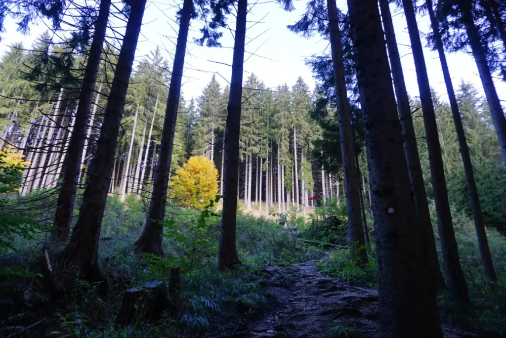 Prostrana Golica, alpske šume. Foto©Z.R., 2021