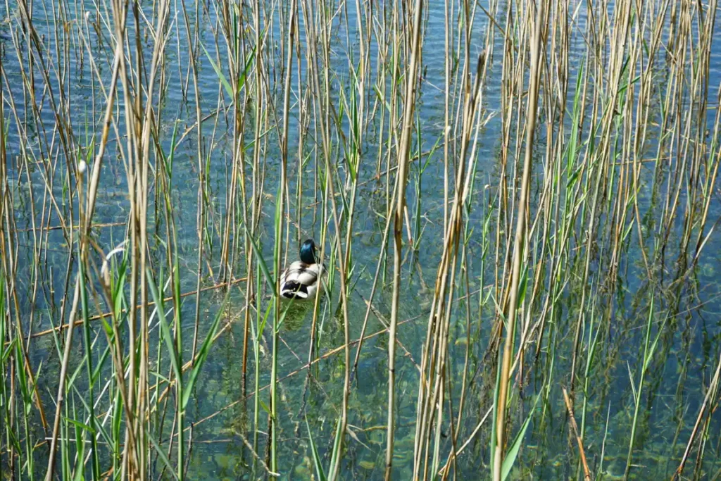 Vodič NP Plitvička jezera - flora i fauna jezera. Foto©M.R.