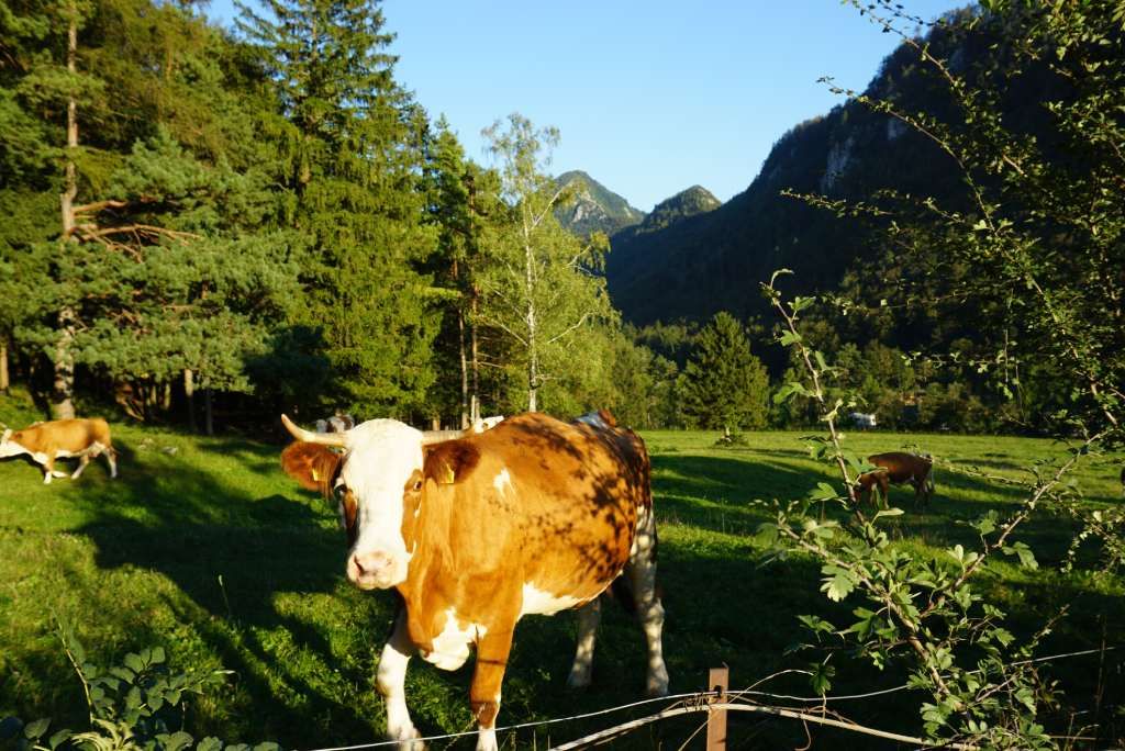 Stol, krave u podnožju planine