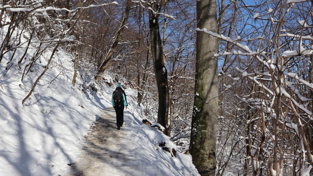Planinarenje kroz gustu šumu na putu prema Sljemenu.