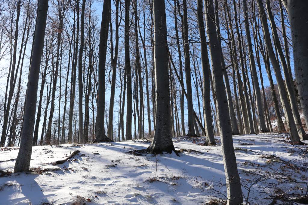 Zimski prizori na stazi Gračani - Sljeme.