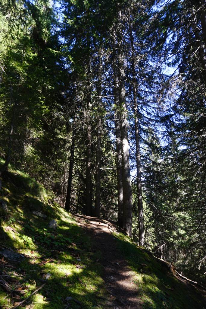 Col di Lana, Dolomiti, uspon kreće kroz šumu.