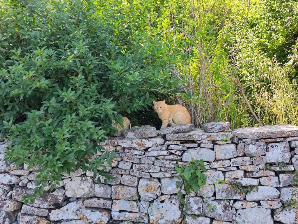 Kringa, mačke. Foto J.Jasna,