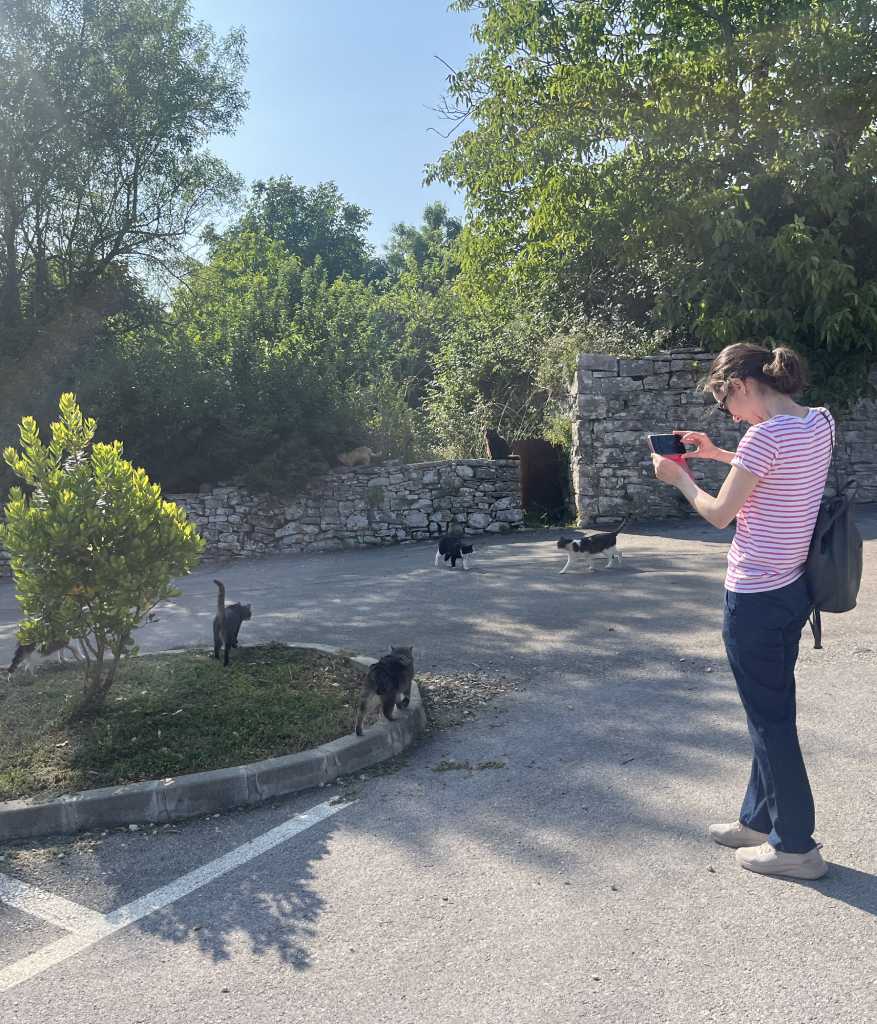 Kringa, mačke.