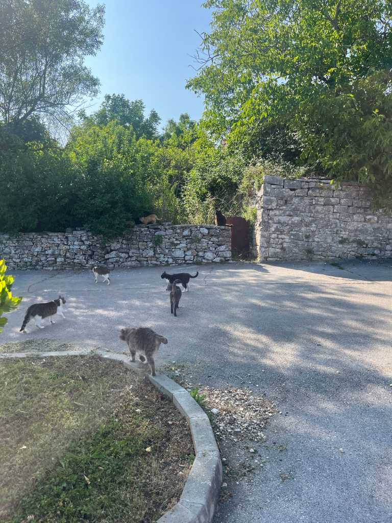 Kringa, mačke.