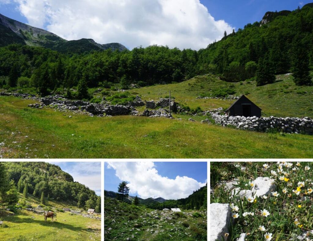 Rodica, Planina Suha.