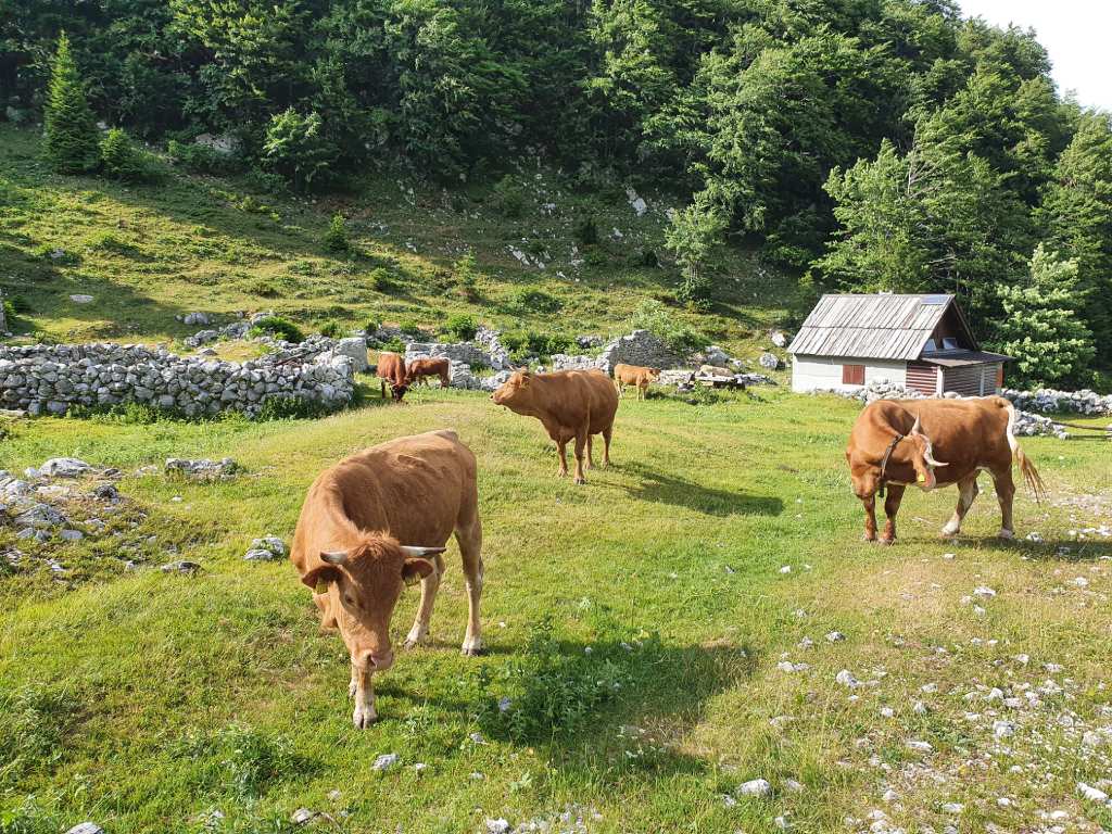 Rodica, krave na imanju Planina Suha u zalasku.