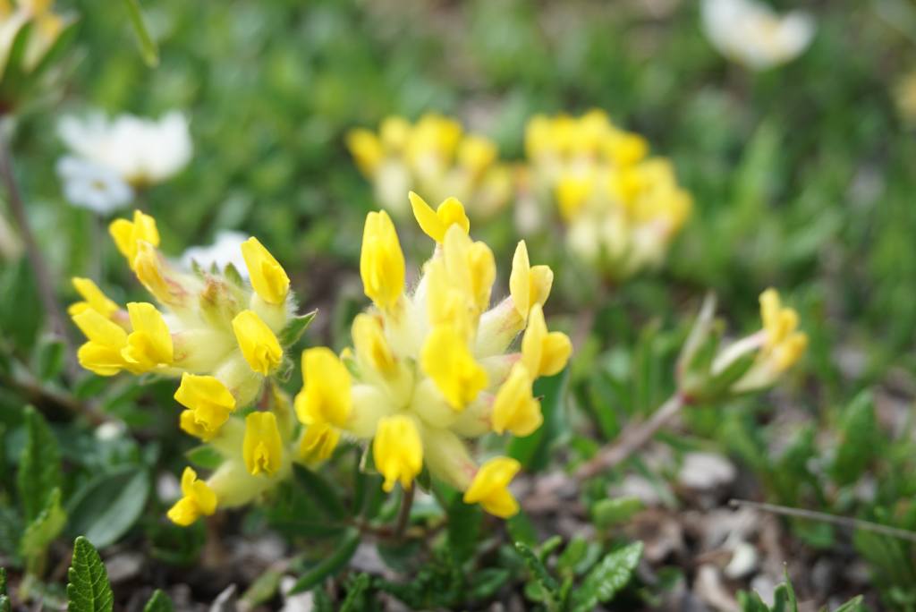 Anthyllis, alpska konopka.