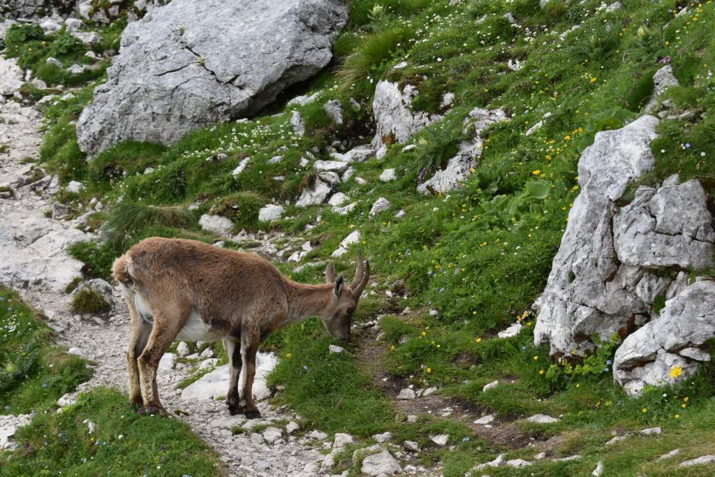 Cima di Terrarossa, divokoza na stazi.