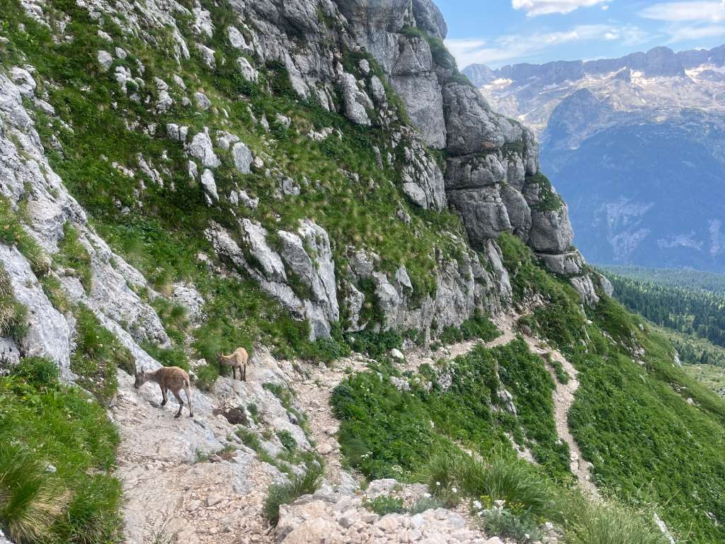 Cima di Terrarossa, divokoze pod prijevojem Forca della Terrarossa.