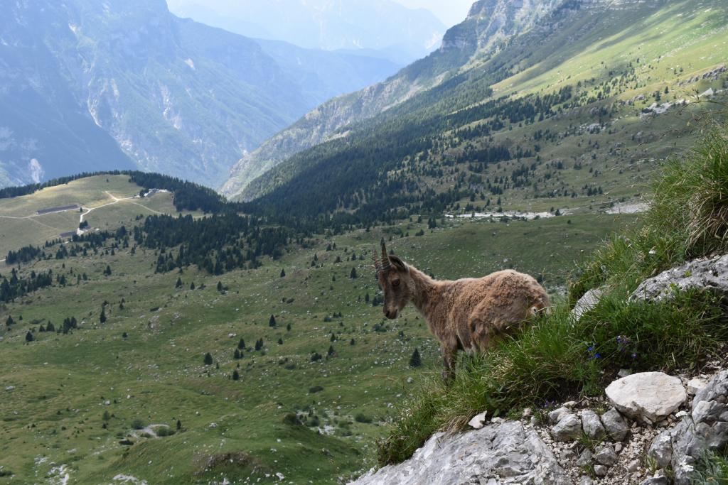 Cima di Terrarossa, među divokozama.