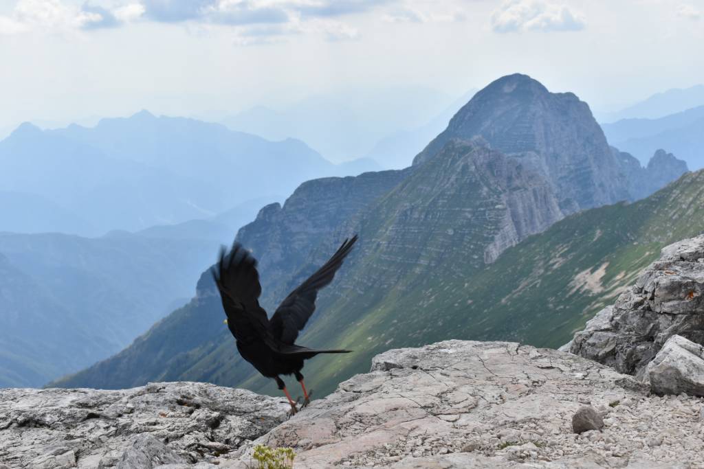 Cima di Terrarossa, vrane su stanovnici vrha.