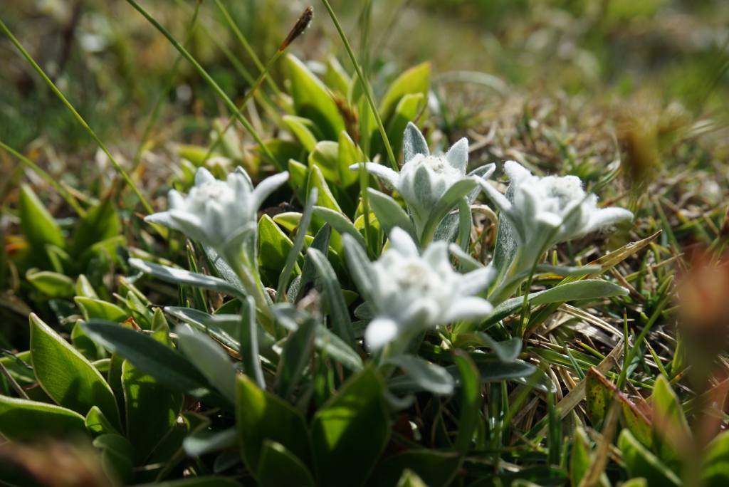 Planinski runolist, Leontopodium alpinum.
