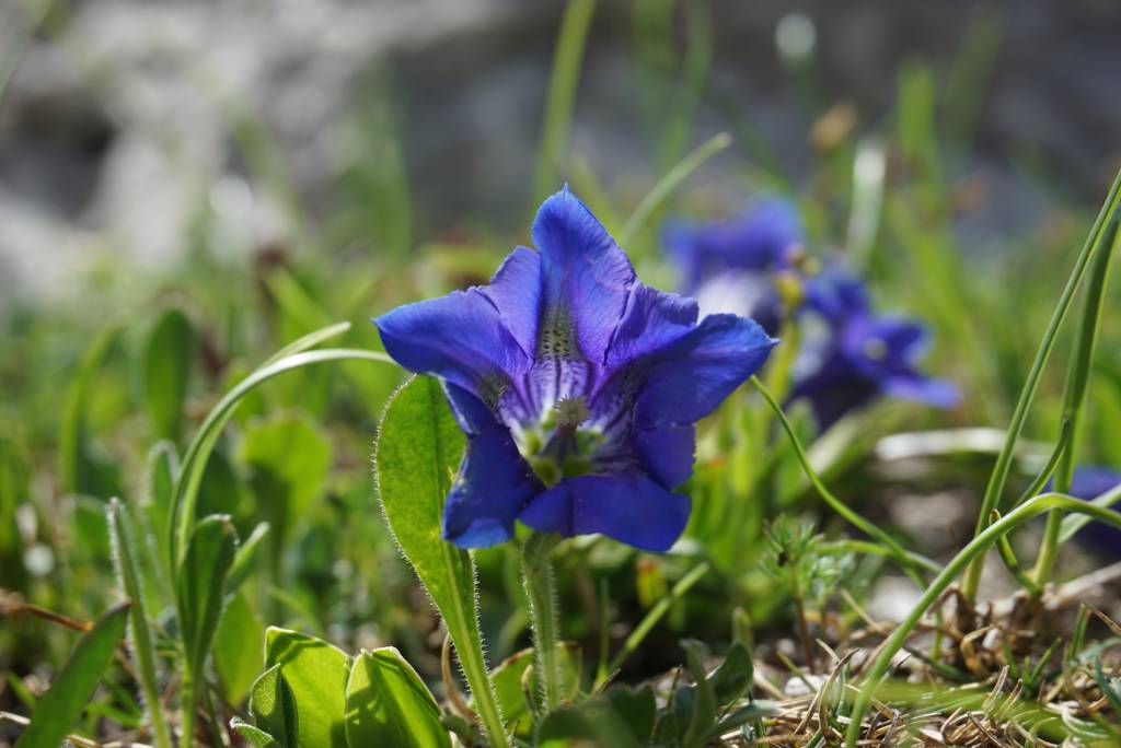 Gentiana , alpski encijan.