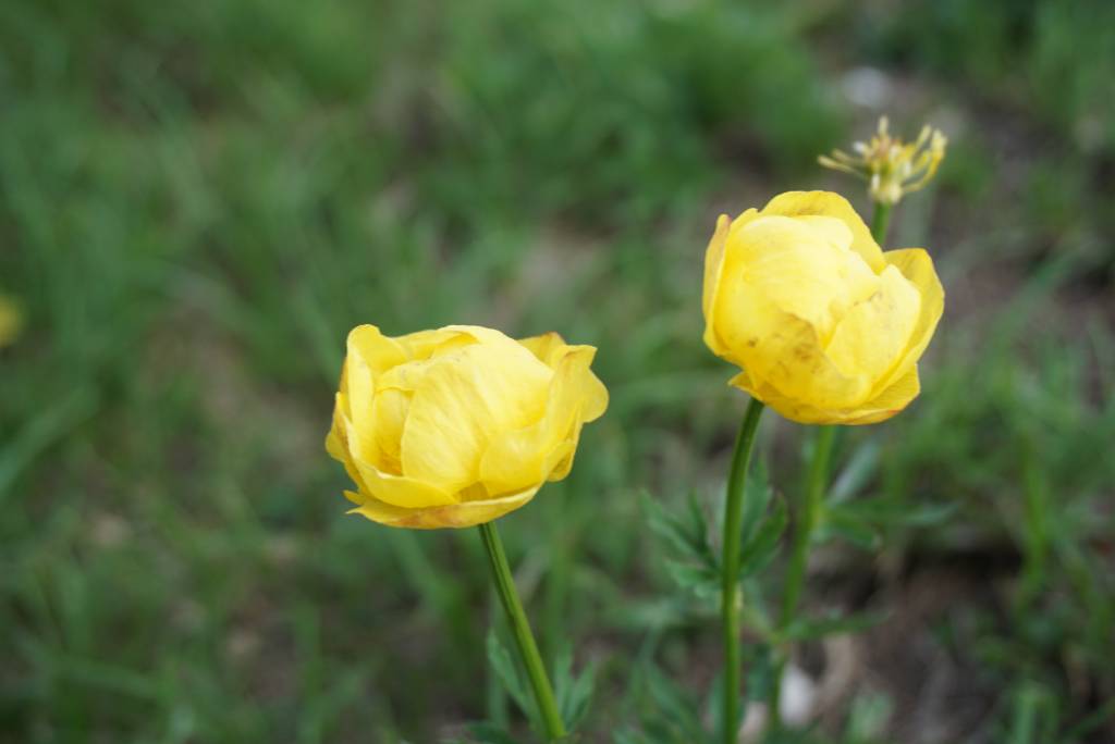 Trollius europaeus (Europska kuglica).