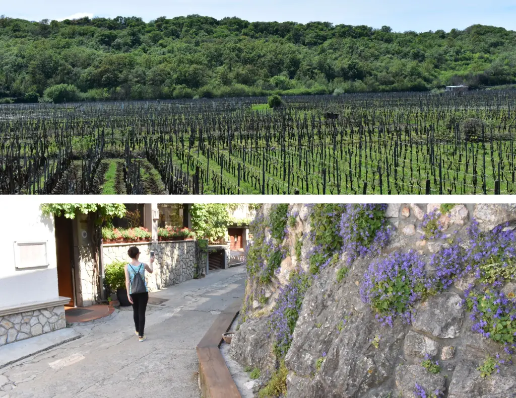 Vrbnik, od otočkih vinograda do šetnje gradićem. Foto Zdravko Rajko